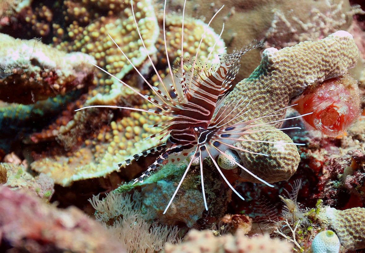 Sipadan_2015_Poisson lion_Pterois volitans_IMG_2778_rc.jpg
